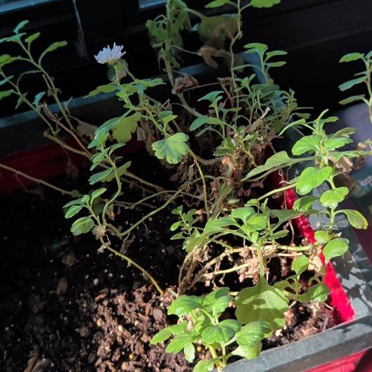 Photo of the plant species Chrysanthemum 'Crete' by @NobleGlueseed0 named Alfred on Greg, the plant care app