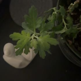 Photo of the plant species Feverfew by @WhizMum99 named Queen on Greg, the plant care app