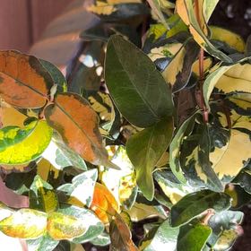 Photo of the plant species Asian Jasmine by @ZestCactus75 named Plato on Greg, the plant care app