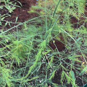 Photo of the plant species Garden Asparagus by @YouthfulIvy12 named Beckham on Greg, the plant care app