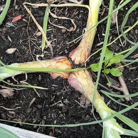 Photo of the plant species Globe Onion by @YouthfulIvy12 named Luna on Greg, the plant care app