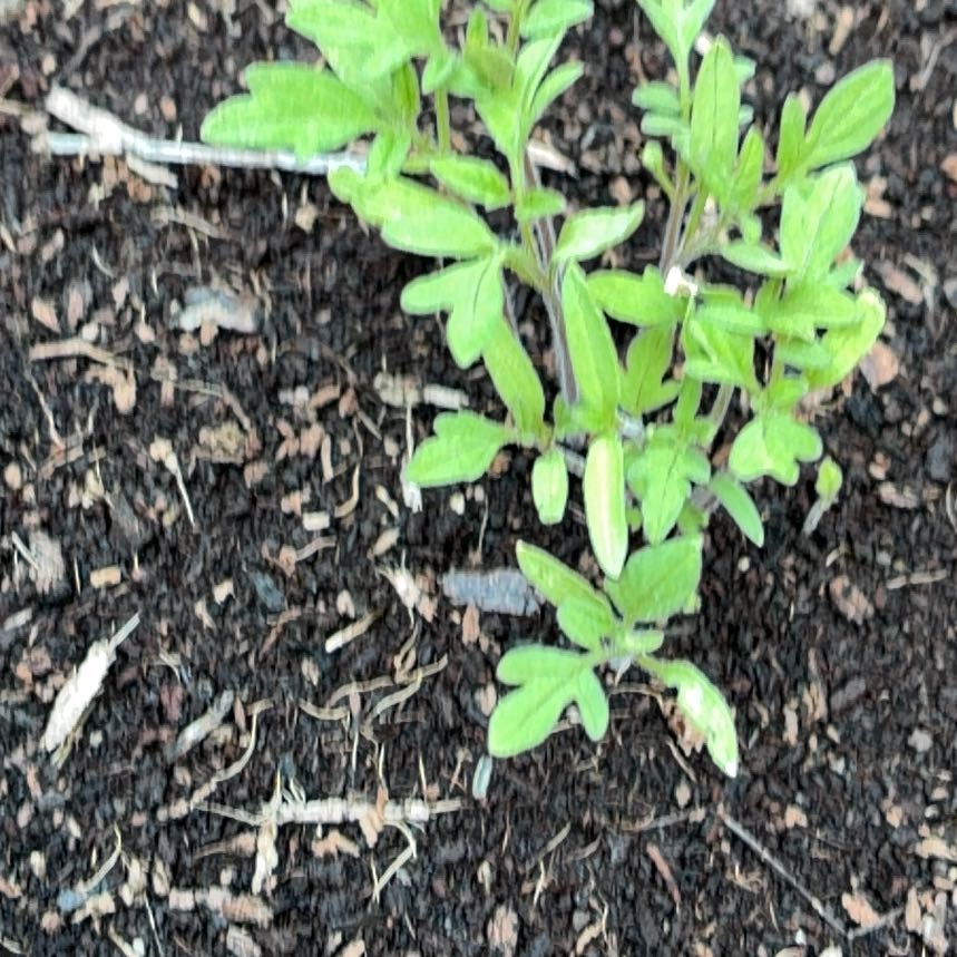 Photo of the plant species Brazilian Peppertree by @YouthfulIvy12 named Navajo on Greg, the plant care app