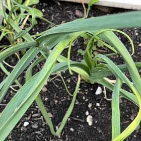 Photo of the plant species Allium Sativum by @YouthfulIvy12 named Queen on Greg, the plant care app