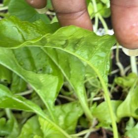 Photo of the plant species Beta Vulgaris by @YouthfulIvy12 named Drake on Greg, the plant care app