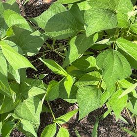 Photo of the plant species Common Bean by @YouthfulIvy12 named Coco on Greg, the plant care app