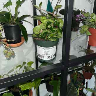 Hoya carnosa 'Compacta' plant in Somewhere on Earth