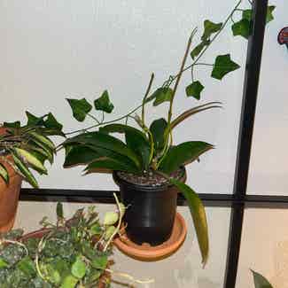 Hoya Pubicalyx plant in Somewhere on Earth