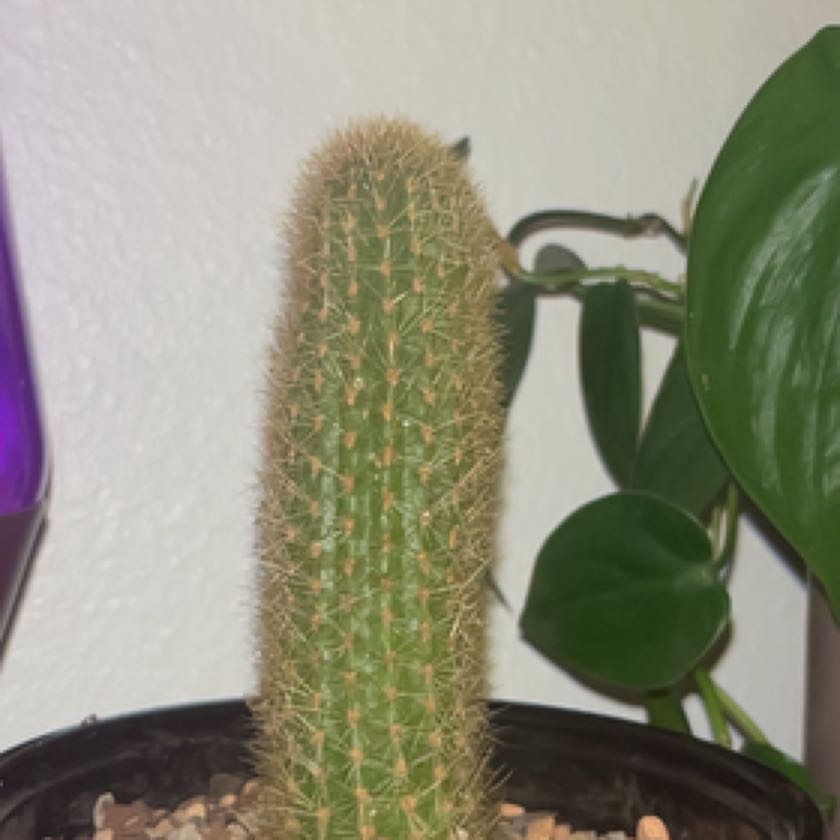 rat tail cactus