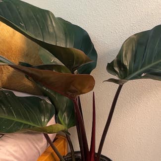 Philodendron 'Red Congo' plant in Somewhere on Earth