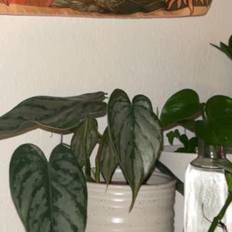 Silver Leaf Philodendron plant in Somewhere on Earth