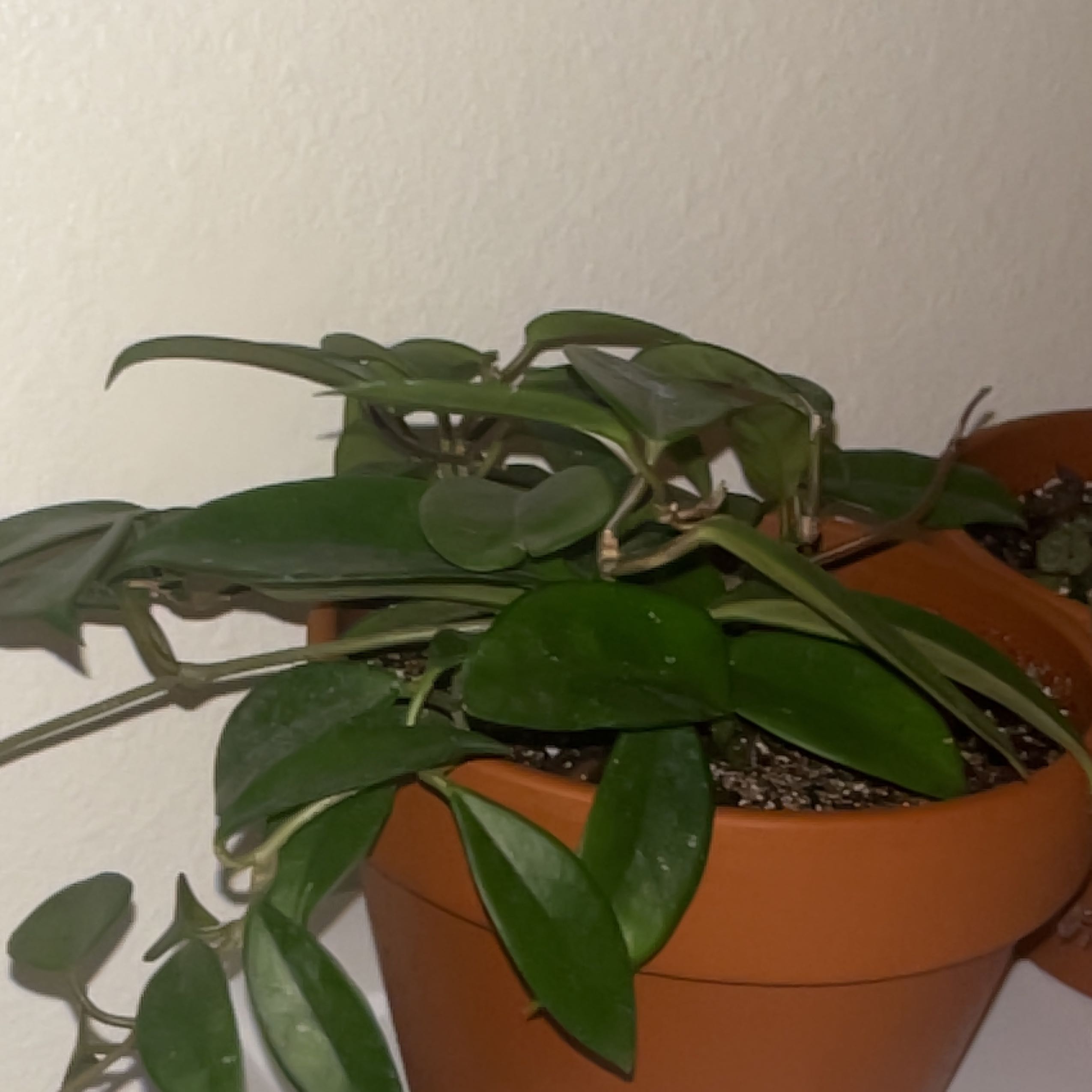 Photo of the plant species Hoya Jade by @jade_michelle5 named h. jade on Greg, the plant care app
