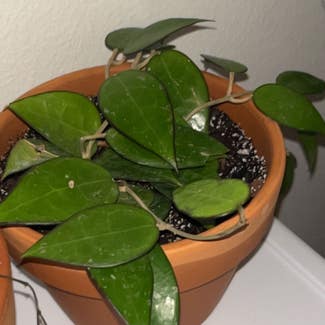 Black Margin Hoya Parasitica plant in Somewhere on Earth