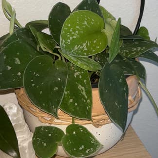 Silver Anne Pothos plant in Somewhere on Earth