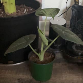 Alocasia 'Maharani' plant in Somewhere on Earth