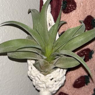 Tillandsia Xerographica plant in Somewhere on Earth