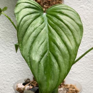 Philodendron mamei plant in Somewhere on Earth