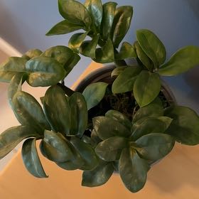Photo of the plant species Zz by @VocalBeans6 named Ronaldo on Greg, the plant care app