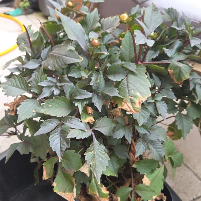 Photo of the plant species Garden Dahlia by @HeroChickpea69 named Daphne on Greg, the plant care app