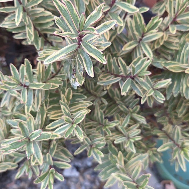 Photo of the plant species New Zealand Hebe by @HeroChickpea69 named Kylie on Greg, the plant care app