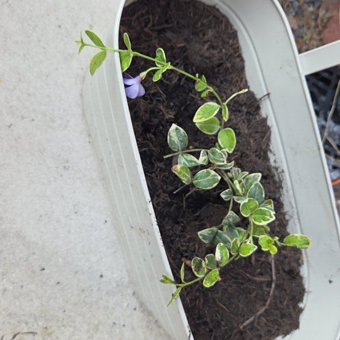 Photo of the plant species Lesser Periwinkle by @HeroChickpea69 named Bella on Greg, the plant care app