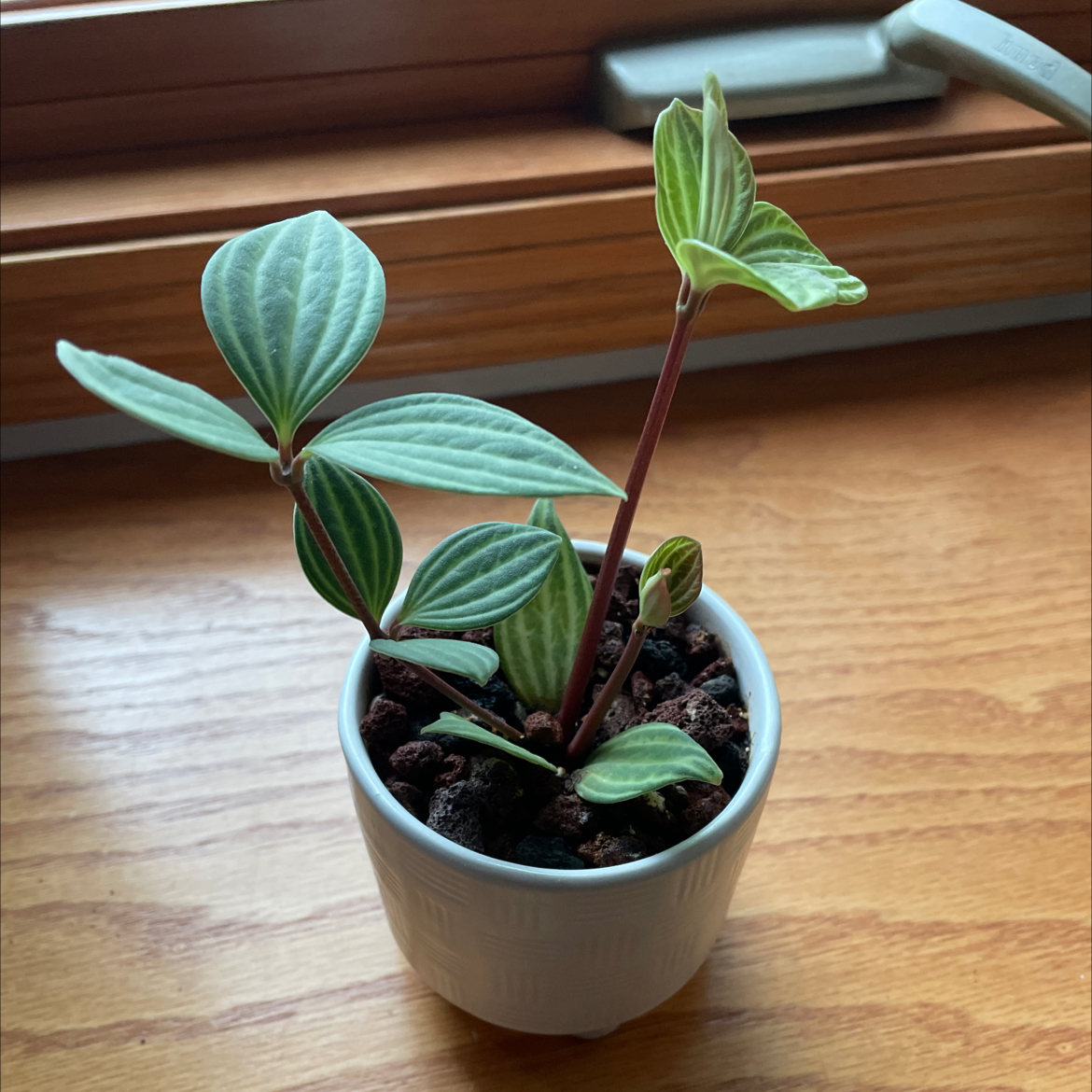 Parallel peperomia plant in a white pot with healthy green leaves and visible soil.