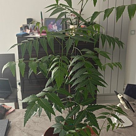 Photo of the plant species Neem by @HipFlatpea98 named Emerson on Greg, the plant care app