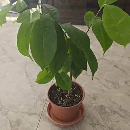 Photo of the plant species Soursop by @HipFlatpea98 named Bieber on Greg, the plant care app