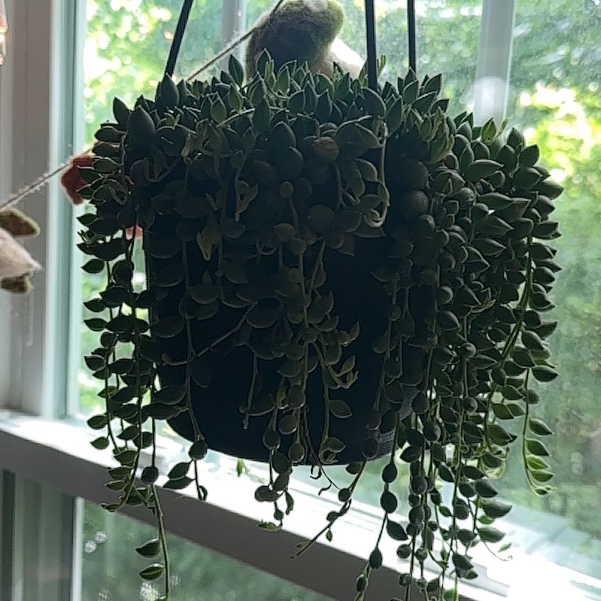 Photo of the plant species String of Raindrops by @LitheCorrea35 named Stormy on Greg, the plant care app