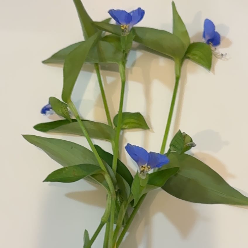 Photo of the plant species Asiatic Dayflower by @StarryWaxivy99 named Kobe on Greg, the plant care app