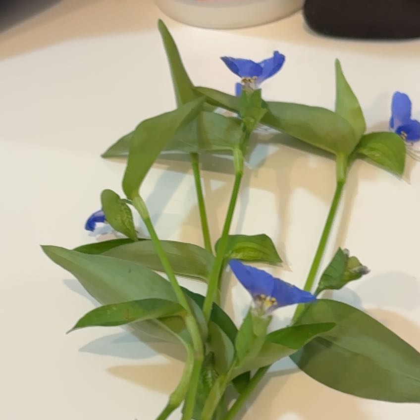 Photo of the plant species Asiatic Dayflower by @StarryWaxivy99 named Coco on Greg, the plant care app