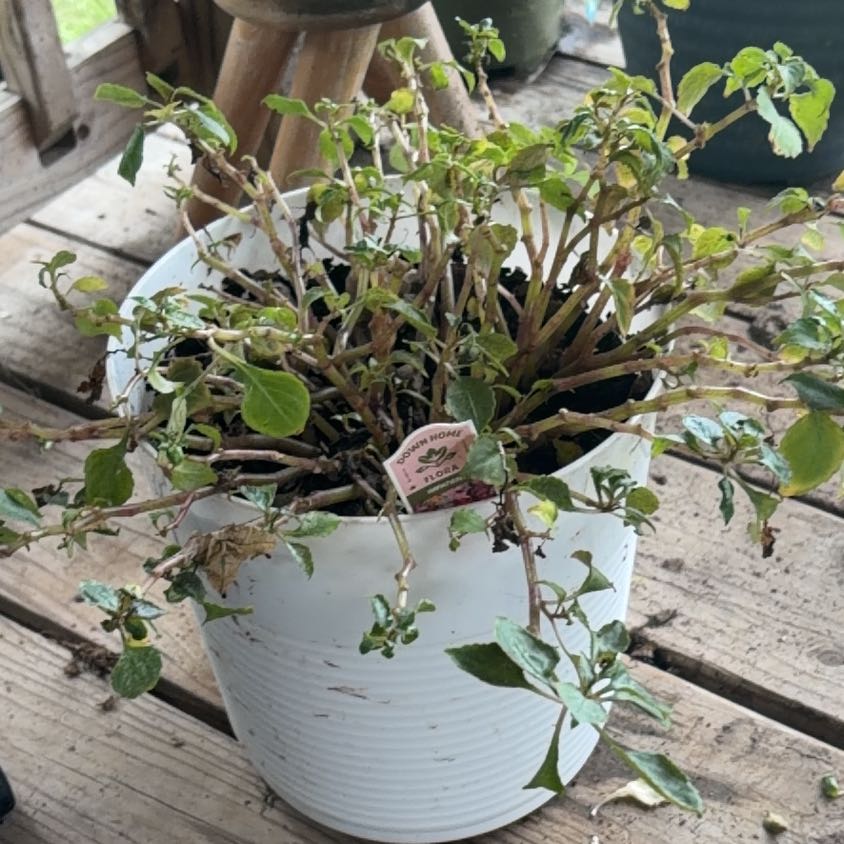 Photo of the plant species Impatiens by @TryPinebush93 named Emerson on Greg, the plant care app