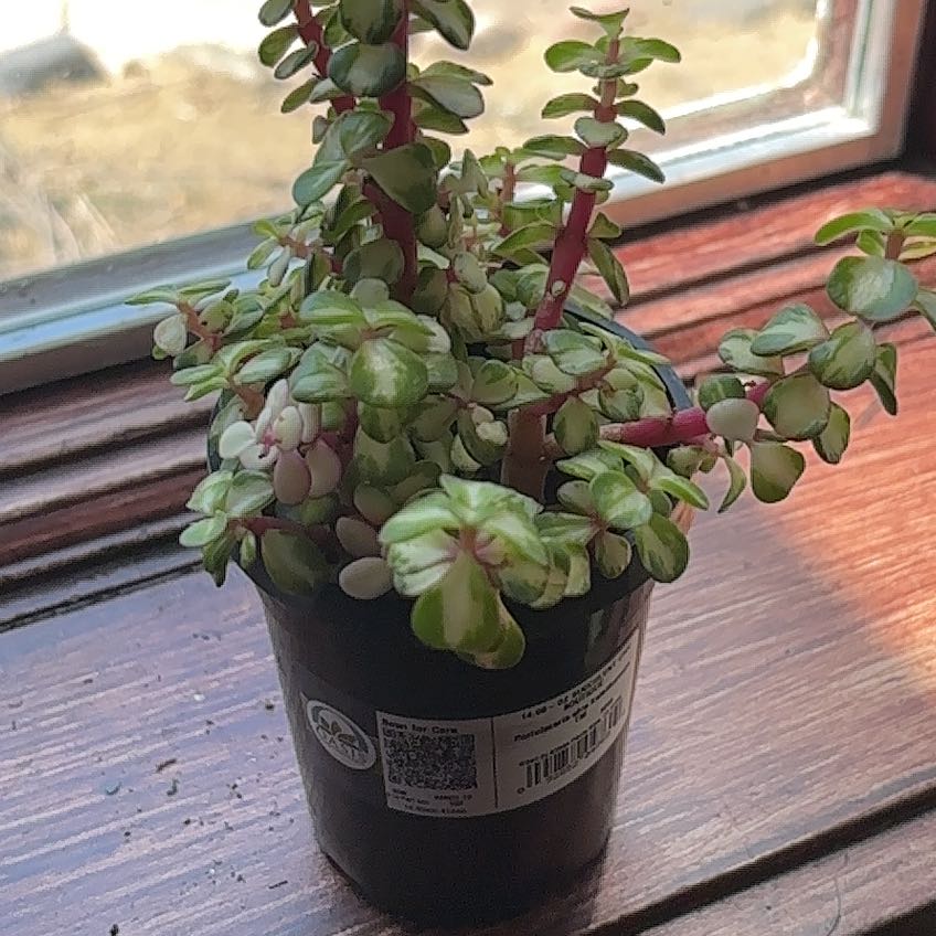 Photo of the plant species Portulacaria afra 'Kaleidoscope' by @JovialPandan named Ronaldo on Greg, the plant care app