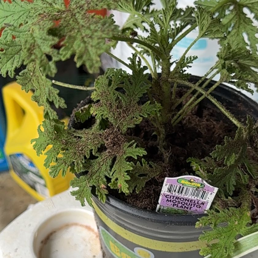 Photo of the plant species Citronella (anti-mosquito plant) by @TryFuchsia36 named Huckleberry Fern on Greg, the plant care app