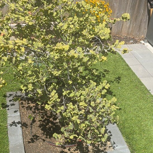 Photo of the plant species Western Redbud by @FineJade55 named Treeyoncé on Greg, the plant care app