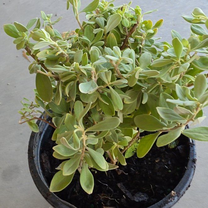 Photo of the plant species Leucophyllum frutescens 'Silverado' by @NiceTozzia65 named Scarlett on Greg, the plant care app