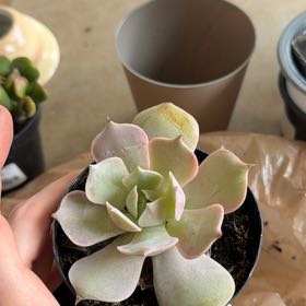 Photo of the plant species Echeveria 'Pink Diamond' by @FabPaleyucca22 named Marilyn on Greg, the plant care app