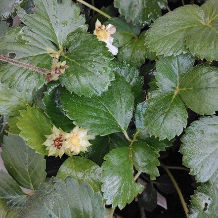 Photo of the plant species Garden Strawberry by @GiddyFlax2 named Tree Diddy on Greg, the plant care app