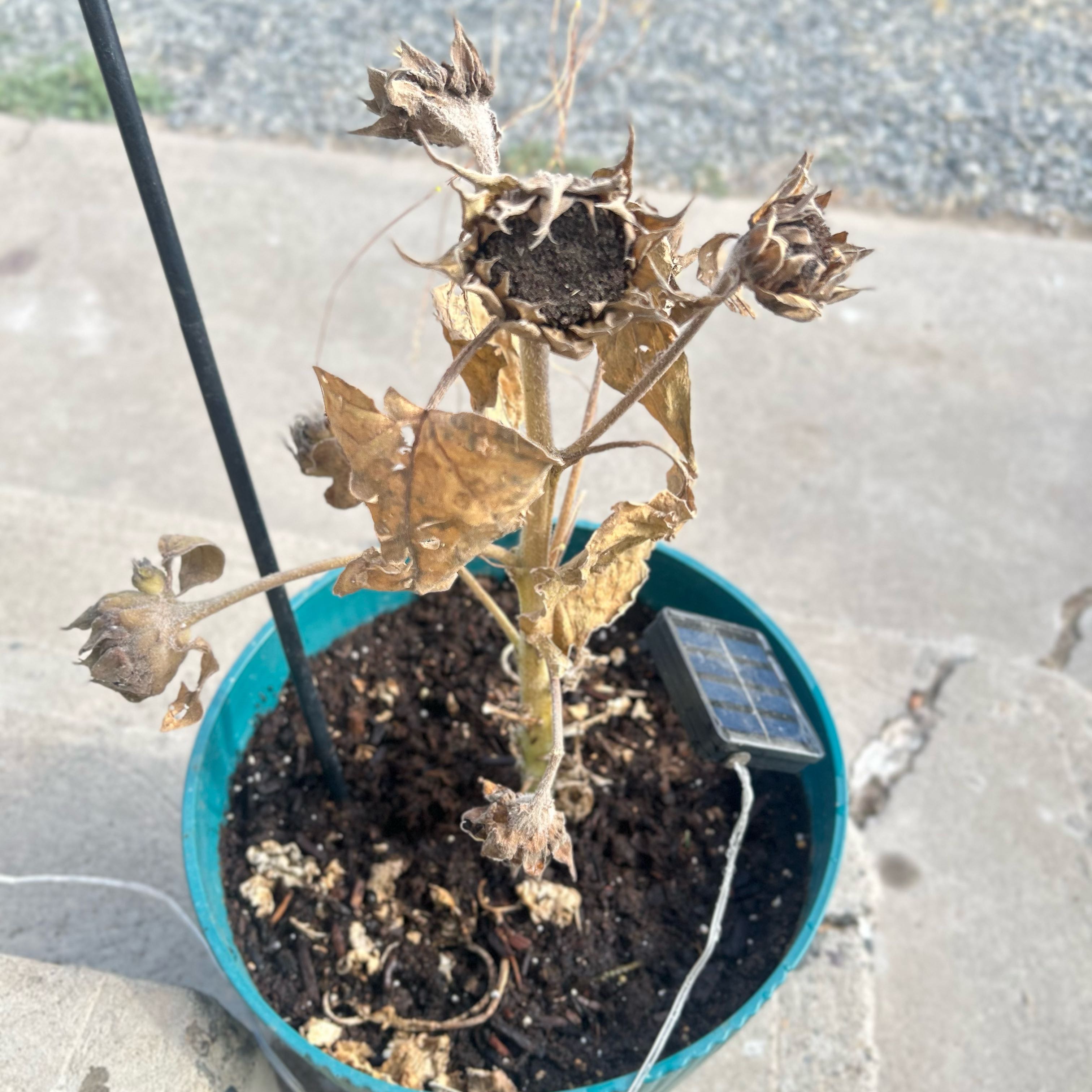 Photo of the plant species Sunspot Dwarf Sunflower by @HunkyBanana92 named Morgan Treeman on Greg, the plant care app