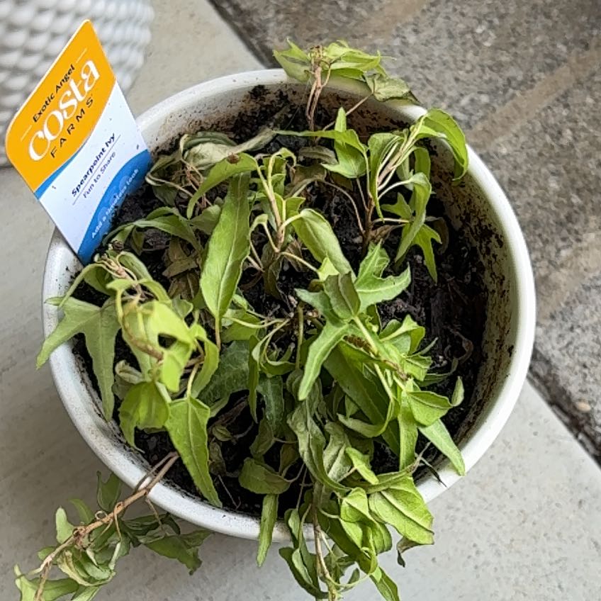 Photo of the plant species Spearpoint Ivy by @AdeptCapemay7 named Mando on Greg, the plant care app