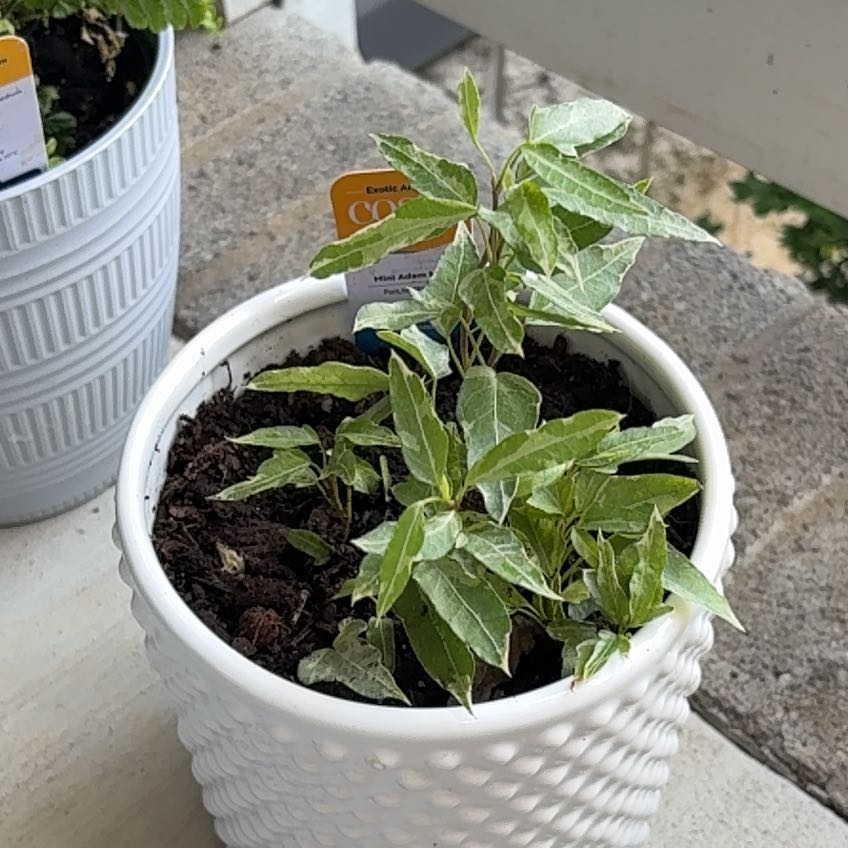 Photo of the plant species Mini Adam Ivy by @AdeptCapemay7 named Darwin on Greg, the plant care app