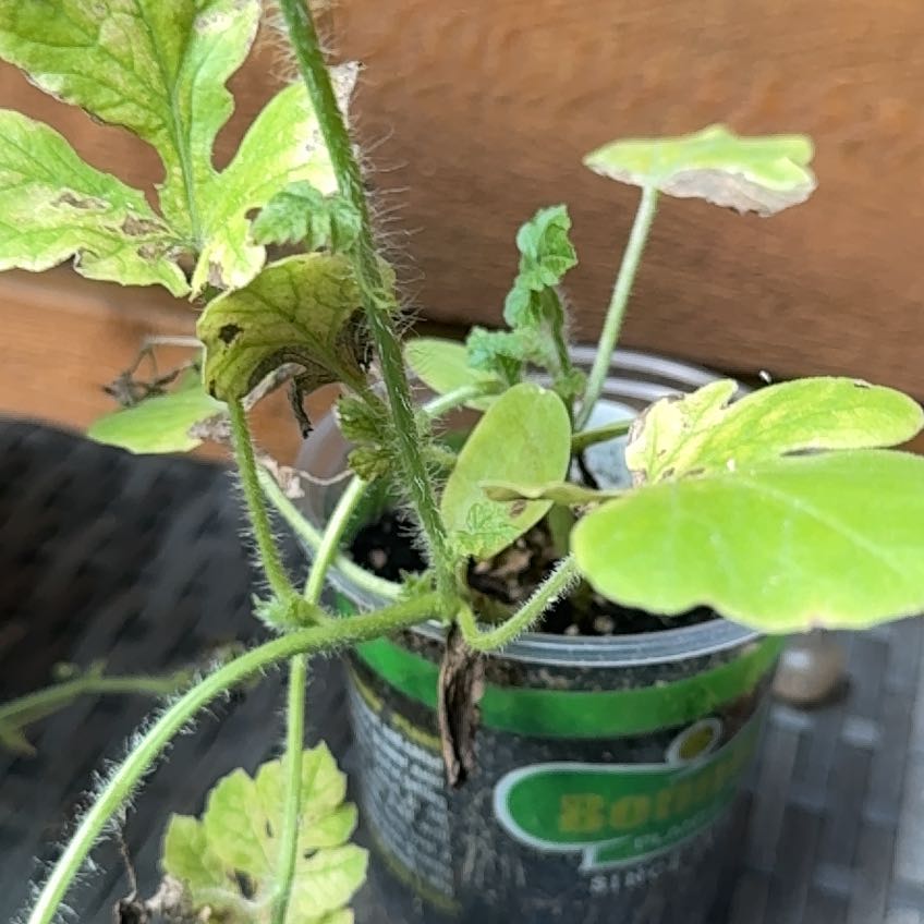 Photo of the plant species Watermelon by @GracedKaramu26 named McKinley on Greg, the plant care app