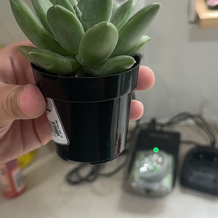 Photo of the plant species Pachyphytum 'Aquamarine' by @RootedCapeivy74 named Naomi on Greg, the plant care app