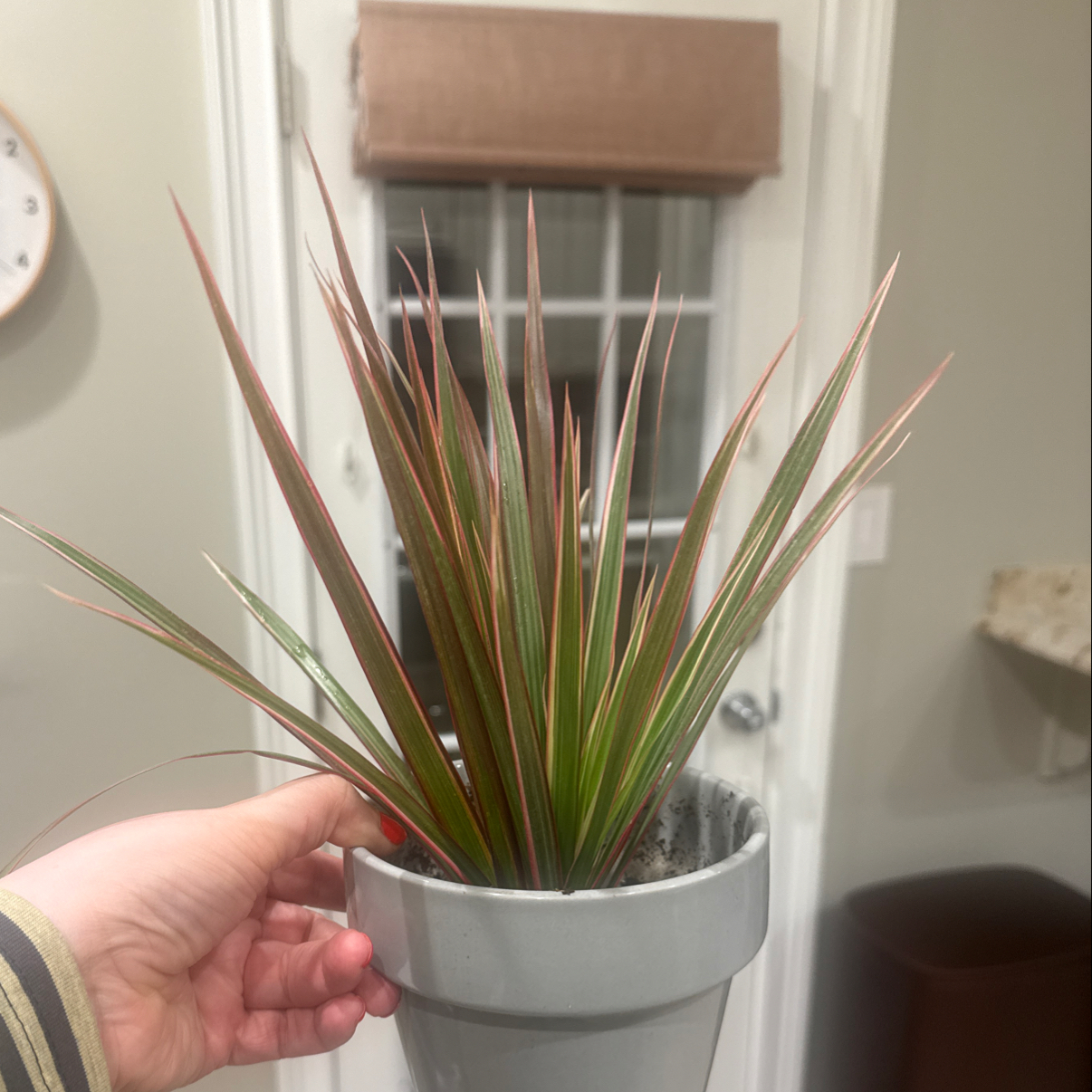 Photo of the plant species Dracaena marginata 'Bicolor' by Jill named Danielle on Greg, the plant care app