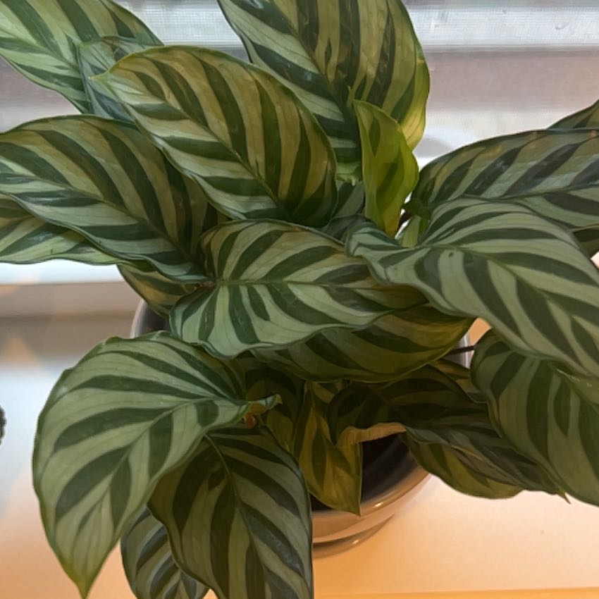 Calathea 'Freddie' plant with green and light green striped leaves in a pot.
