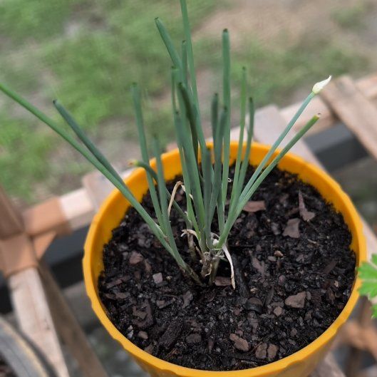 Photo of the plant species Chinese Chives by @BigKaramu32 named Gregarious on Greg, the plant care app