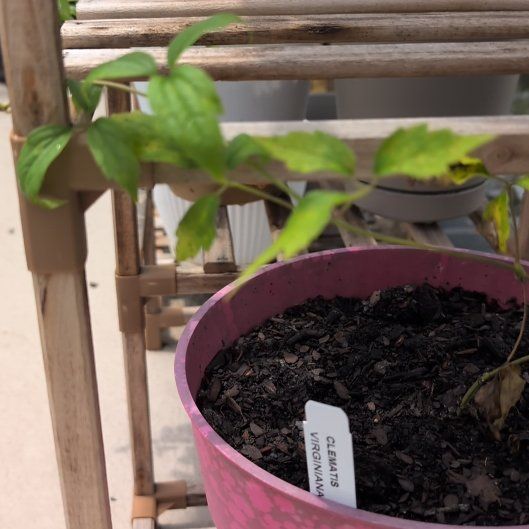 Photo of the plant species Virgin's Bower by @BigKaramu32 named Mochi on Greg, the plant care app