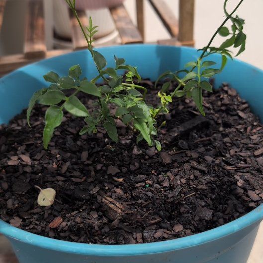 Photo of the plant species Pink Jasmine by @BigKaramu32 named Nithin on Greg, the plant care app