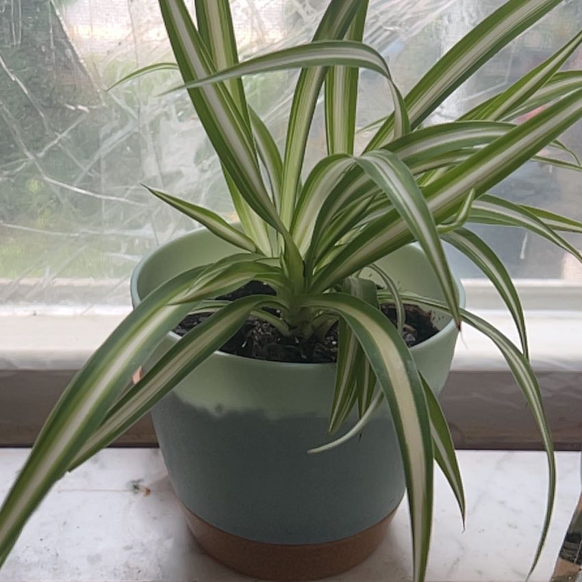 Photo of the plant species Beach Spiderlily by @OptimalCacto named Winston on Greg, the plant care app