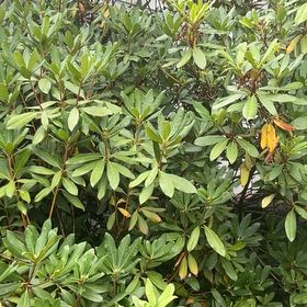 Photo of the plant species Pontian Rhododendron by @OptimalCacto named Bruce Lee on Greg, the plant care app