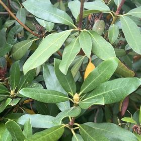 Photo of the plant species Great Laurel by @OptimalCacto named Kylie on Greg, the plant care app
